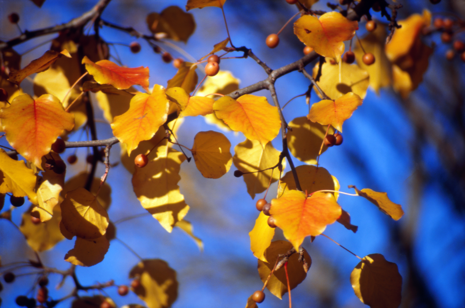 Background pictures of the month