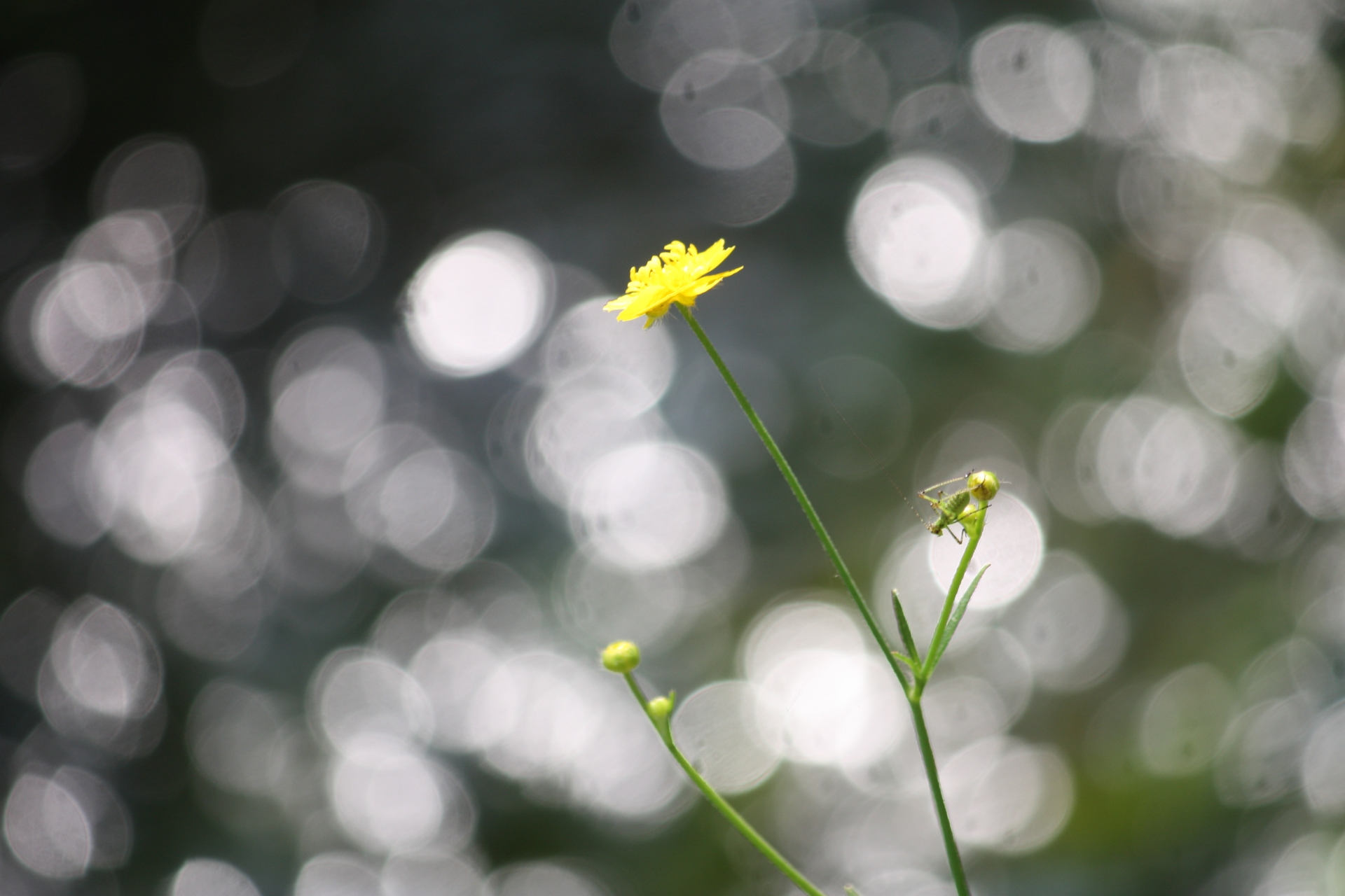 Background pictures of the month
